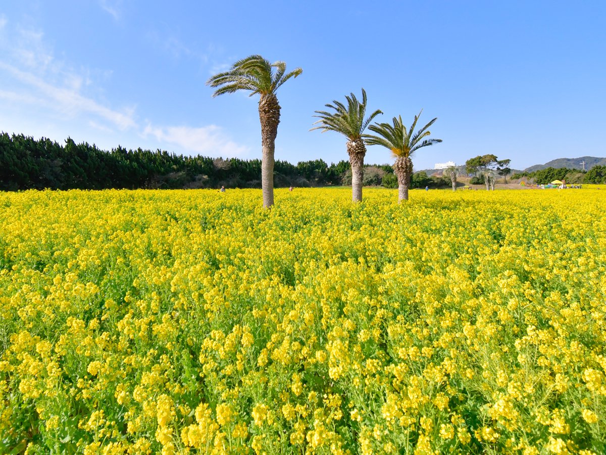🌼 이라코 유채꽃 가든 이미지 1